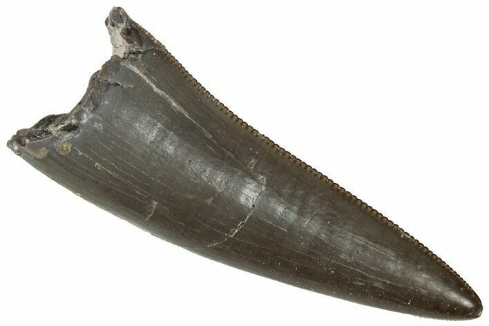 Serrated, Triassic Reptile (Postosuchus?) Tooth - Arizona #321060